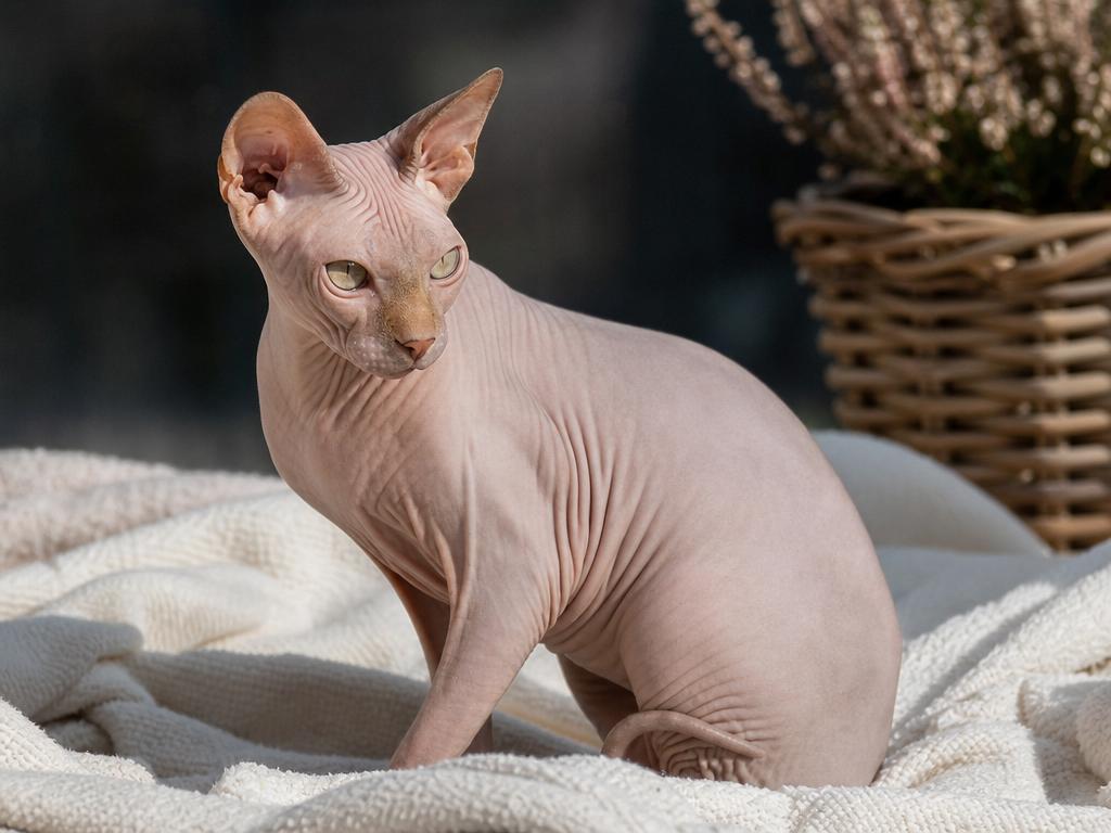 Péče o srst a kůži u koček sphynx