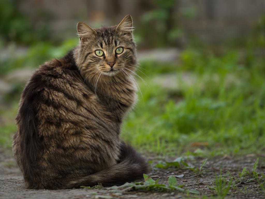 Šrkavky a tasemnice u kočky a nákaza